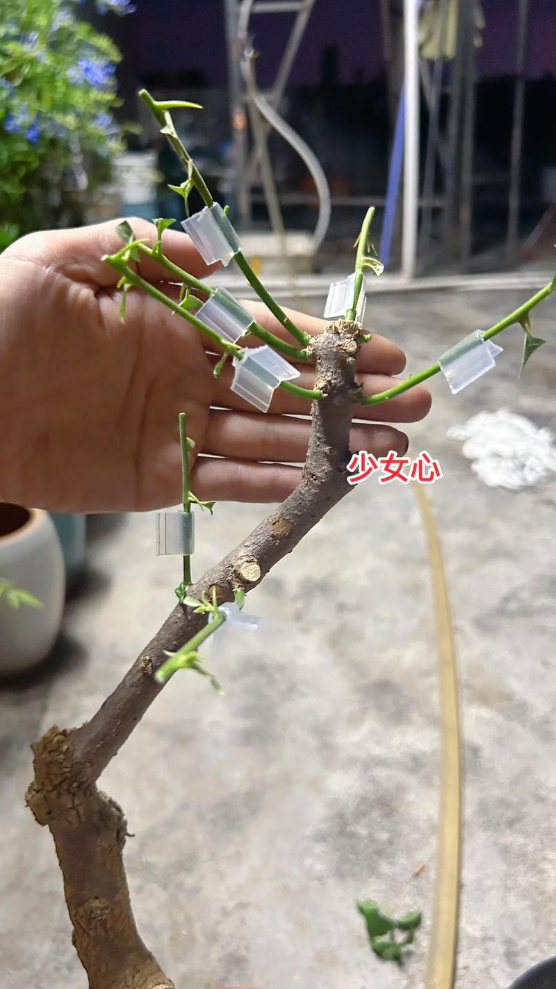 玫瑰小镇嫁接攻略?玫瑰小镇嫁接玫瑰时间表-第3张图片-93游戏 玫瑰小镇嫁接攻略?玫瑰小镇嫁接玫瑰时间表-第3张图片-93游戏