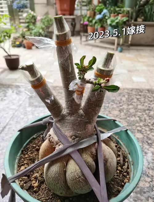 玫瑰小镇嫁接攻略?玫瑰小镇嫁接玫瑰时间表-第4张图片-93游戏 玫瑰小镇嫁接攻略?玫瑰小镇嫁接玫瑰时间表-第4张图片-93游戏