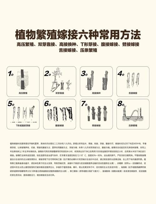 玫瑰小镇嫁接攻略?玫瑰小镇嫁接玫瑰时间表-第5张图片-93游戏 玫瑰小镇嫁接攻略?玫瑰小镇嫁接玫瑰时间表-第5张图片-93游戏