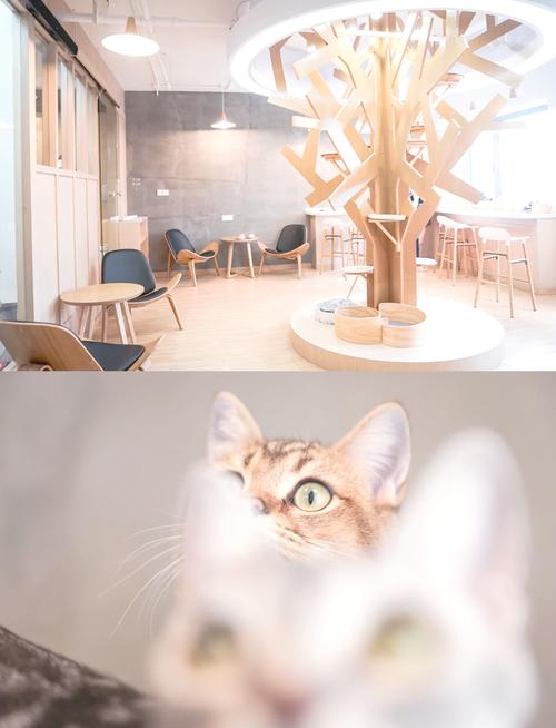 猫咖啡馆攻略,猫咖啡馆馆主-第1张图片-93游戏 猫咖啡馆攻略,猫咖啡馆馆主-第1张图片-93游戏