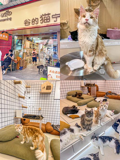 猫咖啡馆攻略,猫咖啡馆馆主-第5张图片-93游戏 猫咖啡馆攻略,猫咖啡馆馆主-第5张图片-93游戏