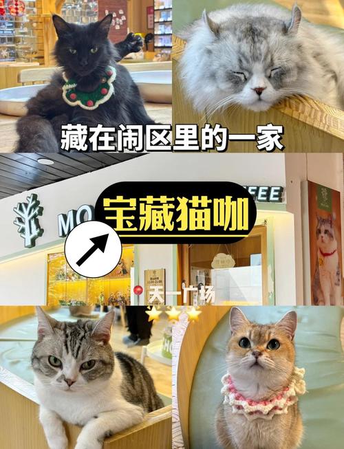 猫咖啡馆攻略,猫咖啡馆馆主-第6张图片-93游戏 猫咖啡馆攻略,猫咖啡馆馆主-第6张图片-93游戏