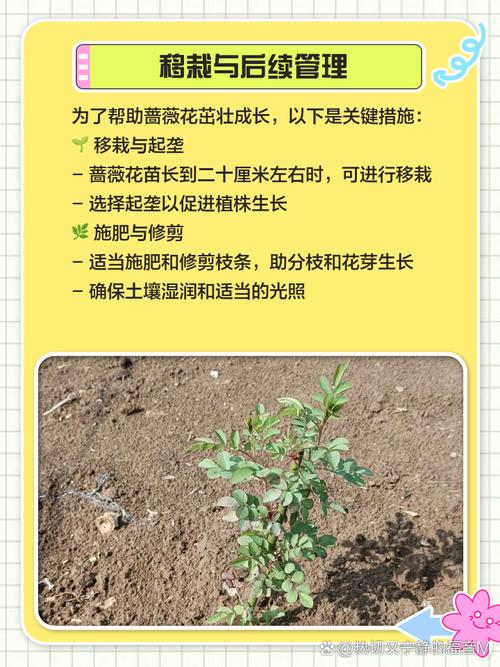 蔷薇游戏攻略,蔷薇游戏攻略大全-第1张图片-93游戏 蔷薇游戏攻略,蔷薇游戏攻略大全-第1张图片-93游戏