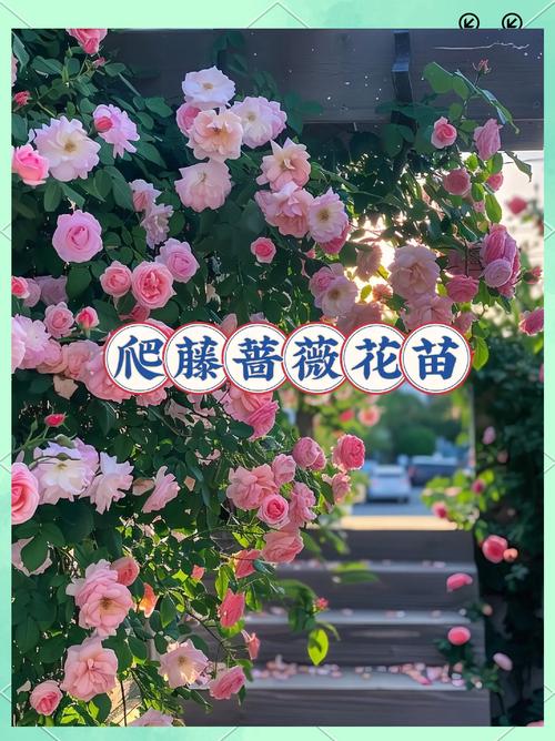 蔷薇游戏攻略,蔷薇游戏攻略大全-第2张图片-93游戏 蔷薇游戏攻略,蔷薇游戏攻略大全-第2张图片-93游戏
