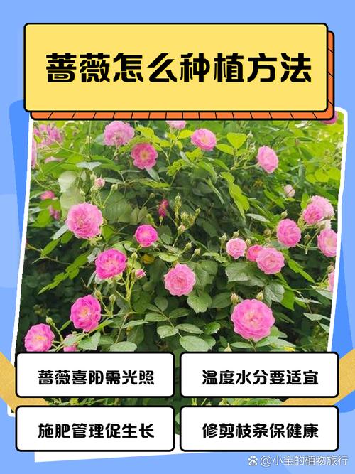 蔷薇游戏攻略,蔷薇游戏攻略大全-第4张图片-93游戏 蔷薇游戏攻略,蔷薇游戏攻略大全-第4张图片-93游戏