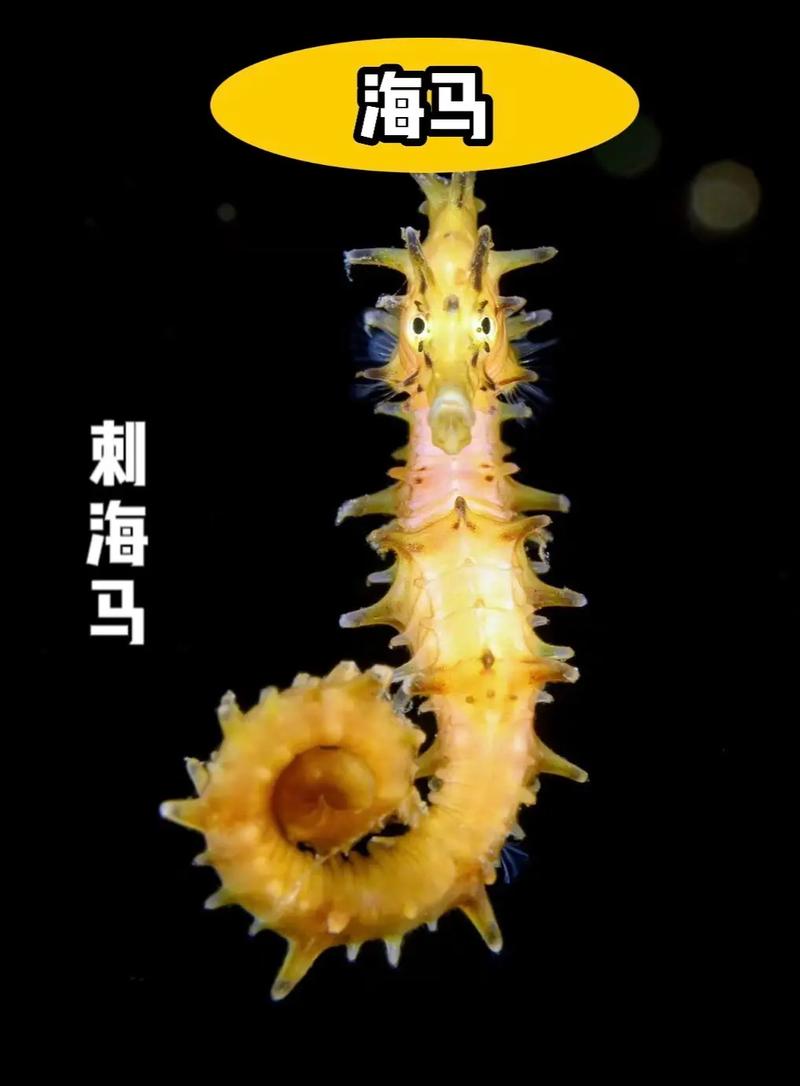 梦幻海底攻略,梦幻西游的海底迷宫在哪里-第2张图片-93游戏 梦幻海底攻略,梦幻西游的海底迷宫在哪里-第2张图片-93游戏