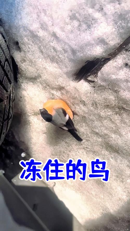 毽子棉技能?毽子棉种族?-第5张图片-93游戏 毽子棉技能?毽子棉种族?-第5张图片-93游戏