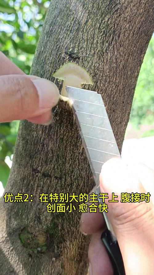提子技能？提子有什么用-第7张图片-93游戏