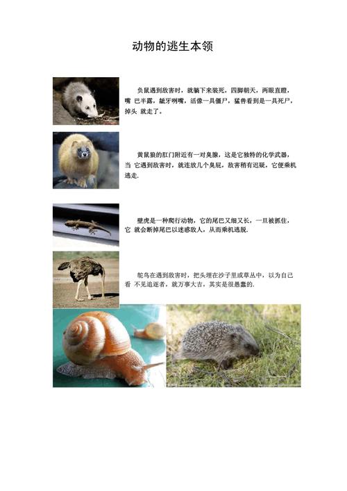 小动物技能?小动物技能大赛?-第4张图片-93游戏 小动物技能?小动物技能大赛?-第4张图片-93游戏