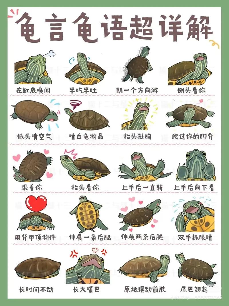 龟能什么技能?乌龟会什么技能-第2张图片-93游戏 龟能什么技能?乌龟会什么技能-第2张图片-93游戏