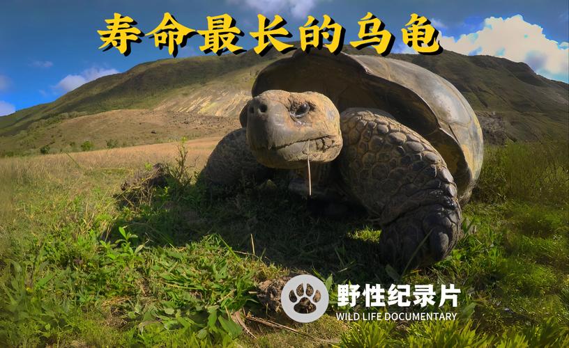 龟能什么技能?乌龟会什么技能-第5张图片-93游戏 龟能什么技能?乌龟会什么技能-第5张图片-93游戏