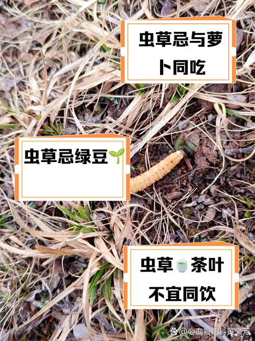 虫系技能克?虫系技能克制什么属性-第4张图片-93游戏 虫系技能克?虫系技能克制什么属性-第4张图片-93游戏