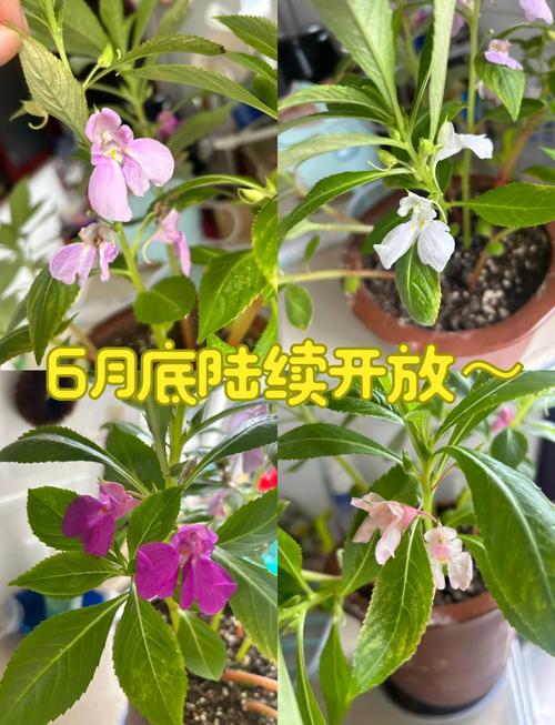 种花的技能,种花的技能叫什么-第4张图片-93游戏 种花的技能,种花的技能叫什么-第4张图片-93游戏